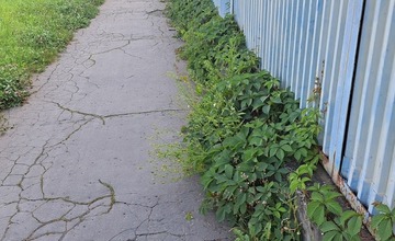 FOTO: Prešovské chodníky sú zarastené a zasahujú do nich konáre. Mesto tvrdí, že pracuje na ich odstraňovaní