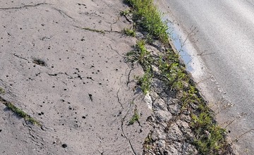 FOTO: Prešovské chodníky sú zarastené a zasahujú do nich konáre. Mesto tvrdí, že pracuje na ich odstraňovaní