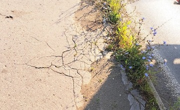 FOTO: Prešovské chodníky sú zarastené a zasahujú do nich konáre. Mesto tvrdí, že pracuje na ich odstraňovaní