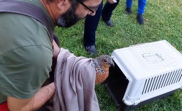FOTO: Pracovníci Správy TANAP-u záchranili zranenú hluchánicu