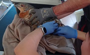 FOTO: Pracovníci Správy TANAP-u záchranili zranenú hluchánicu