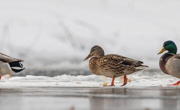 FOTO: Wildlife fotografie od Sabinovčana Jozefa Kovalíka