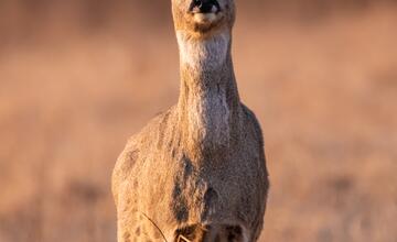 FOTO: Wildlife fotografie od Sabinovčana Jozefa Kovalíka