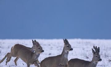 FOTO: Wildlife fotografie od Sabinovčana Jozefa Kovalíka