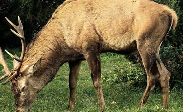FOTO: Turisti stretli vo Vysokých Tatrách počas prechádzky zaujímavých okoloidúcich