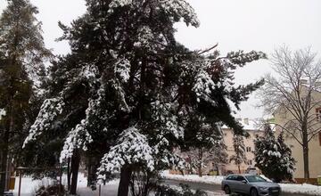 FOTO: Vplyvom počasia popadali v Poprade konáre aj strom