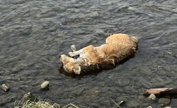 FOTO: Muž našiel v rieke Poprad sedem mŕtvych psov