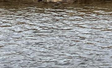 FOTO: Muž našiel v rieke Poprad sedem mŕtvych psov