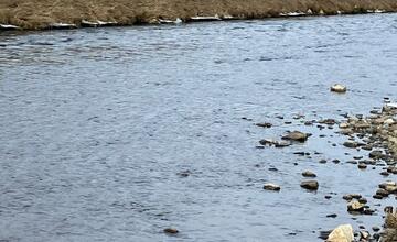 FOTO: Muž našiel v rieke Poprad sedem mŕtvych psov