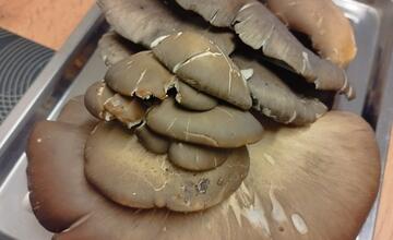 FOTO: Hubári v Prešovskom kraji už zahájili sezónu