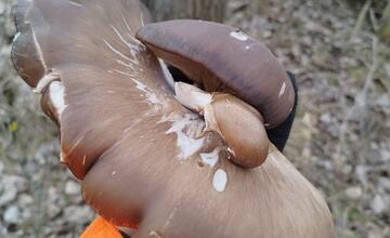 FOTO: Hubári v Prešovskom kraji už zahájili sezónu