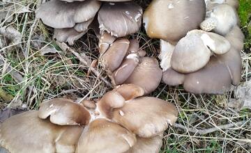 FOTO: Hubári v Prešovskom kraji už zahájili sezónu