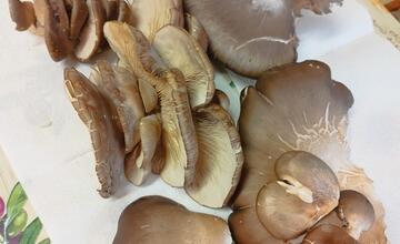 FOTO: Hubári v Prešovskom kraji už zahájili sezónu