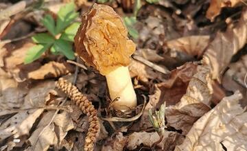 FOTO: Hubári v Prešovskom kraji už zahájili sezónu