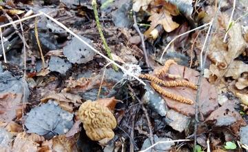 FOTO: Hubári v Prešovskom kraji už zahájili sezónu