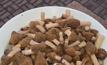 FOTO: Hubári v Prešovskom kraji už zahájili sezónu