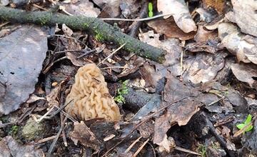 FOTO: Hubári v Prešovskom kraji už zahájili sezónu