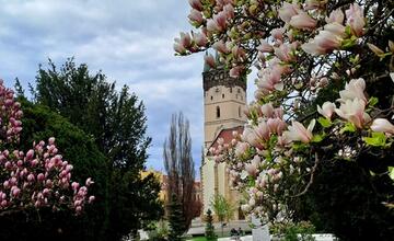 FOTO: V Prešove sa prebúdzajú kvety