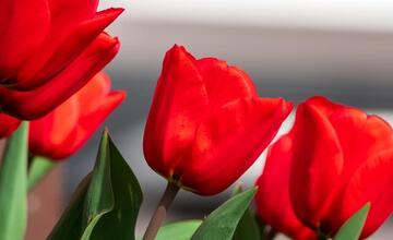 FOTO: Poprad ožíva farbami tulipánov