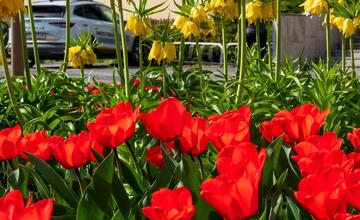FOTO: Poprad ožíva farbami tulipánov