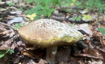 FOTO: Hubári v Prešovskom kraji sa vytešujú z ďalších úlovkov