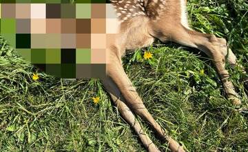 FOTO: Medveď neďaleko Gánoviec usmrtil jelenicu a jej mláďa