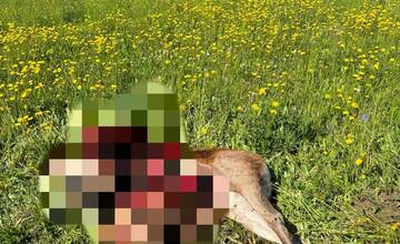 FOTO: Medveď neďaleko Gánoviec usmrtil jelenicu a jej mláďa
