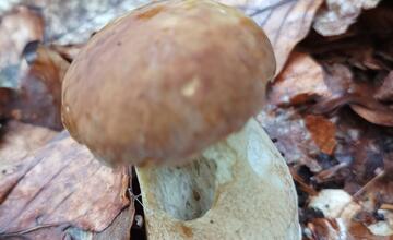 FOTO: Hubári sa v Prešovskom kraji opäť pýšia plnými košíkmi