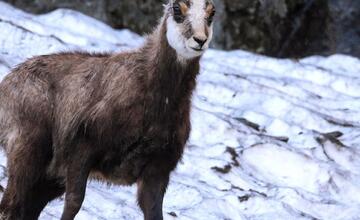 FOTO: Fotografie zo sčítania kamzíkov v Tatrách 