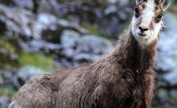 FOTO: Fotografie zo sčítania kamzíkov v Tatrách 