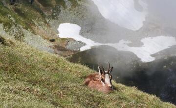 FOTO: Fotografie zo sčítania kamzíkov v Tatrách 