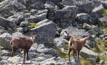 FOTO: Fotografie zo sčítania kamzíkov v Tatrách 