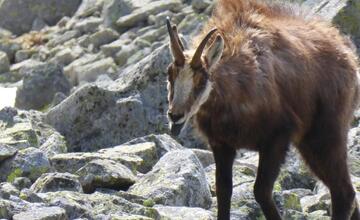 FOTO: Fotografie zo sčítania kamzíkov v Tatrách 