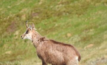 FOTO: Fotografie zo sčítania kamzíkov v Tatrách 