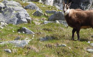 FOTO: Fotografie zo sčítania kamzíkov v Tatrách 