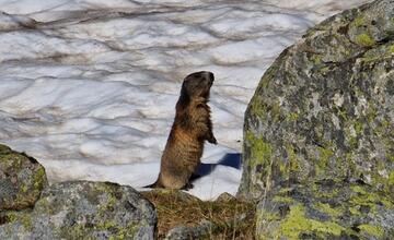 FOTO: Fotografie zo sčítania kamzíkov v Tatrách 