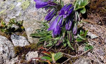 FOTO: Fotografie zo sčítania kamzíkov v Tatrách 