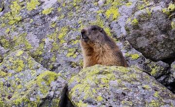 FOTO: Fotografie zo sčítania kamzíkov v Tatrách 