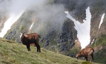 FOTO: Fotografie zo sčítania kamzíkov v Tatrách 