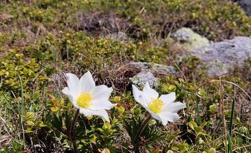 FOTO: Fotografie zo sčítania kamzíkov v Tatrách 
