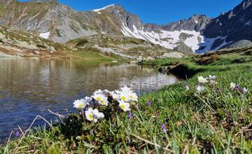 FOTO: Fotografie zo sčítania kamzíkov v Tatrách 