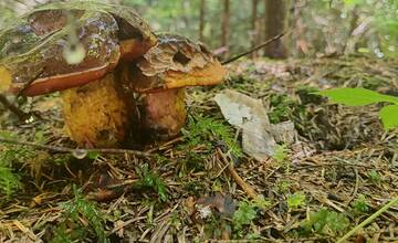 FOTO: Hubári v Prešovskom kraji