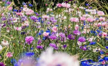 FOTO: kvietocky poprad