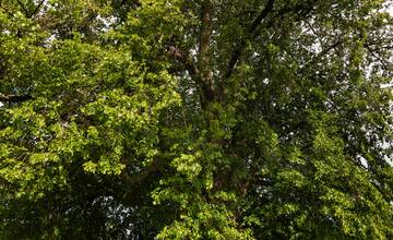 FOTO: Lipa svätej Juliany z Ordzovian bojuje v súťaži Strom roka 2024