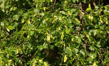 FOTO: Lipa svätej Juliany z Ordzovian bojuje v súťaži Strom roka 2024