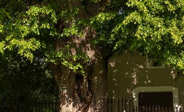 FOTO: Lipa svätej Juliany z Ordzovian bojuje v súťaži Strom roka 2024