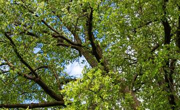 FOTO: Lipa svätej Juliany z Ordzovian bojuje v súťaži Strom roka 2024