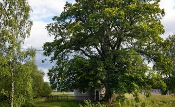 FOTO: Lipa svätej Juliany z Ordzovian bojuje v súťaži Strom roka 2024