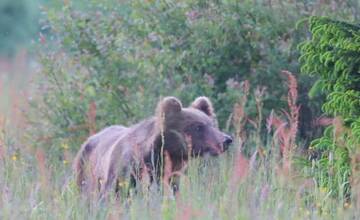 FOTO: Fotografie z tohtoročnej medvedej ruje