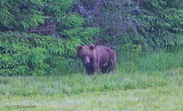 FOTO: Fotografie z tohtoročnej medvedej ruje
